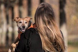 Traveling with Your Furry Friend: How to Choose the Right Dog Harness and Leash for Road Trips