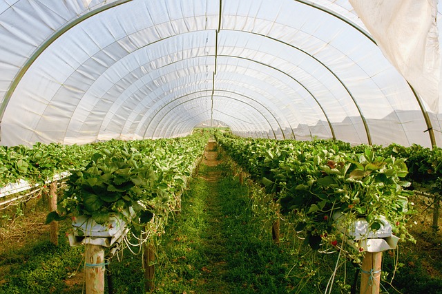 Greenhouses