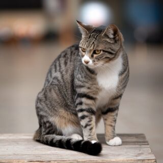 Why Do Cats Tails Fall Off? Shocking Causes & How to Prevent It!