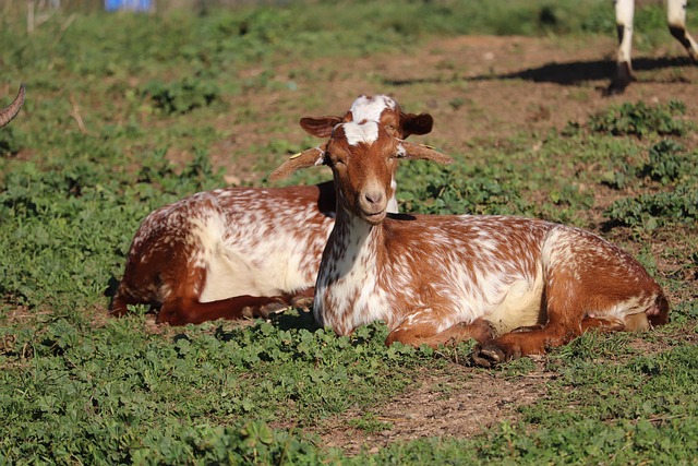 Eco-Friendly Ranching: How Ranch Hands Can Support Sustainable Land Management