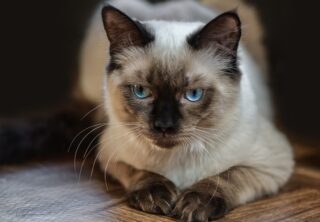 Why Ragdoll Kittens Are the Best Choice for First-Time Cat Owners in NJ?