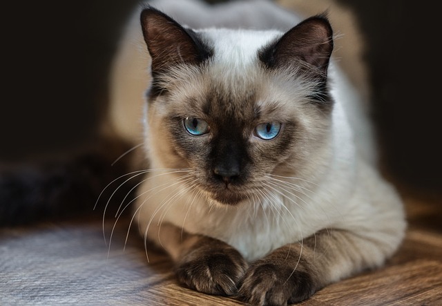 Ragdoll kittens