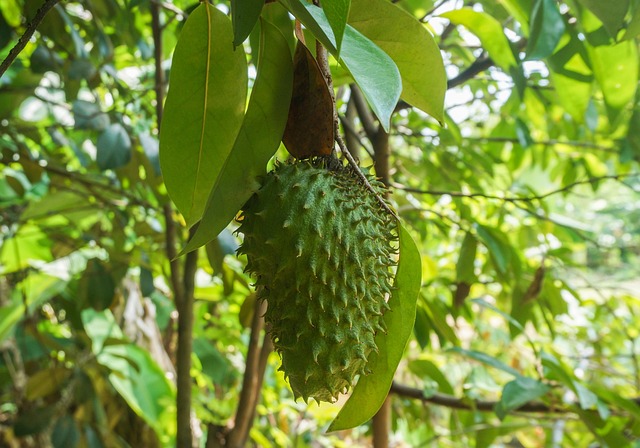 Soursop tree