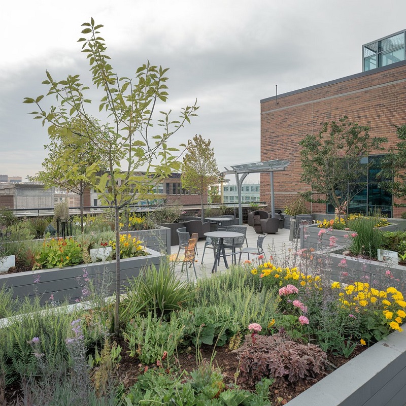 Rooftop Gardens flower