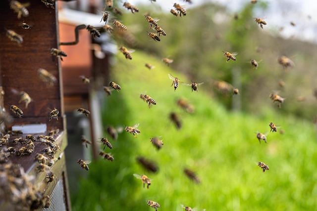 bees disappearing