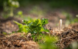 Gardening Made Easy: Best Practices for Soil and Mulch