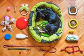 The Hidden Footprint of Pet Accessories: Sustainable Gear Innovations